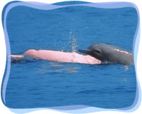 dolphin