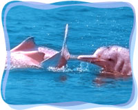dolphin