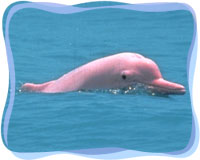 dolphin