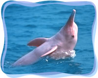 dolphin