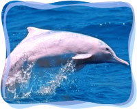 dolphin