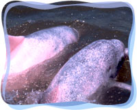 dolphin