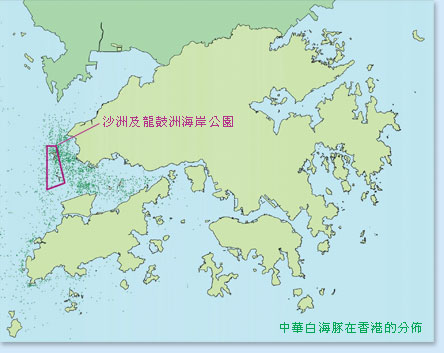 中華白海豚相片02