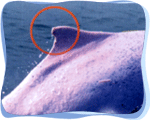 Square Fin